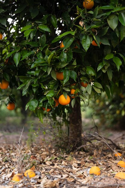 Bellissimo albero di arancio con frutti maturi