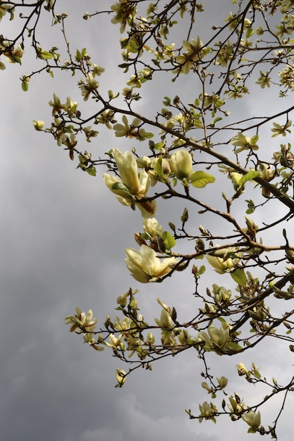 Bellissimo albero di magnolia in un giardino durante il giorno