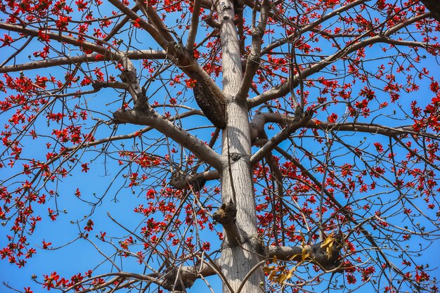 Bellissimo albero