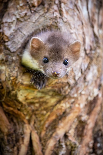 Bellissimo animale carino della foresta di martora di faggio Martes foina Ritratto di dettaglio di martora Piccolo predatore con il tronco d'albero vicino alla foresta