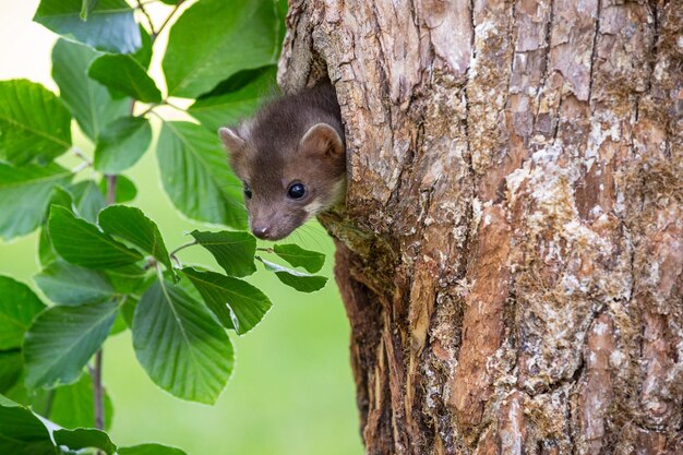 Bellissimo animale carino della foresta di martora di faggio Martes foina Ritratto di dettaglio di martora Piccolo predatore con il tronco d'albero vicino alla foresta