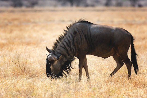 Bellissimo animale sul paesaggio