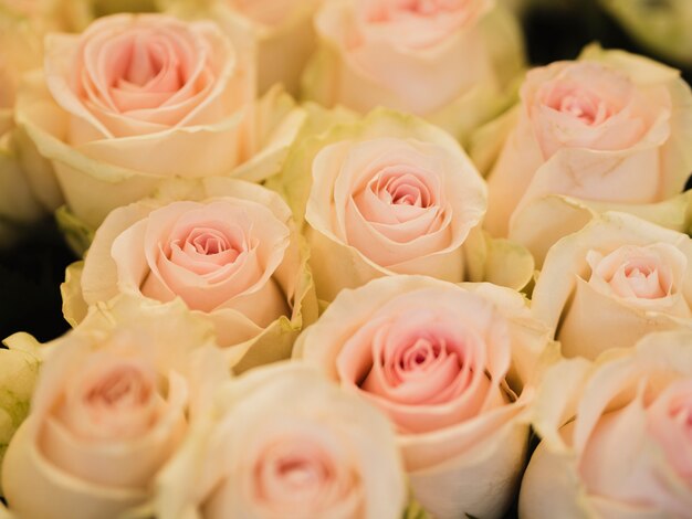 Bellissimo bouquet di rose fresche