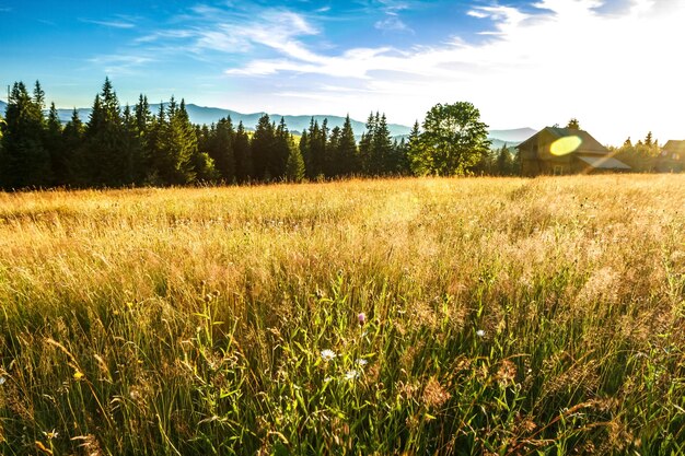 Bellissimo campo al sole Sfondo di casa rurale