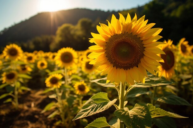 Bellissimo campo di girasoli