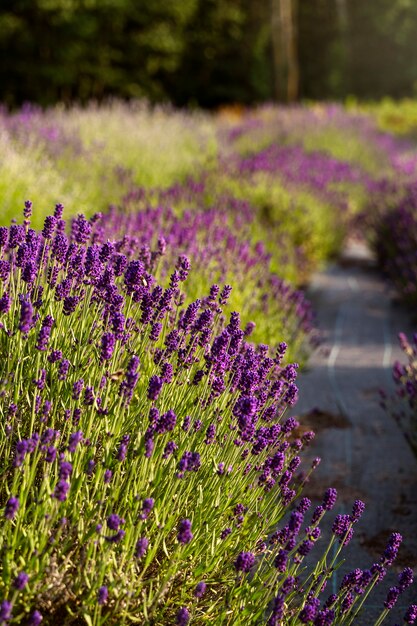 Bellissimo campo di lavanda ad alto angolo