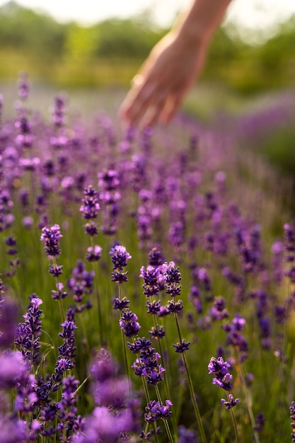 Bellissimo campo di lavanda ad alto angolo