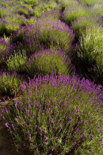 Bellissimo campo di lavanda sfocato ad alto angolo