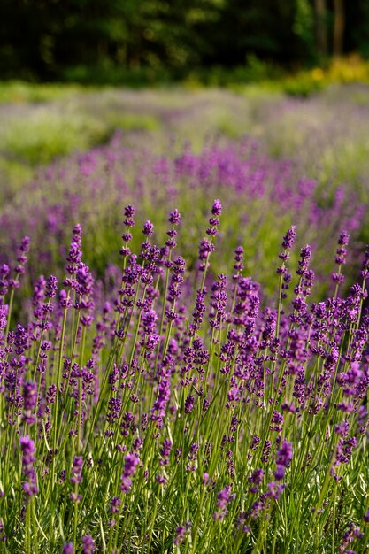 Bellissimo campo di lavanda sfocato ad alto angolo