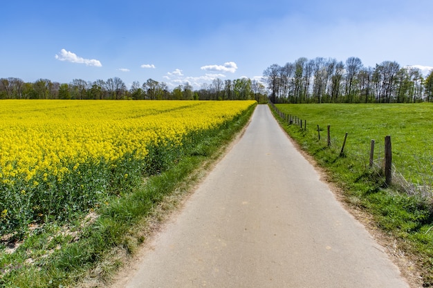 Bellissimo campo di rafia con fiori di campo verdi e un cielo blu