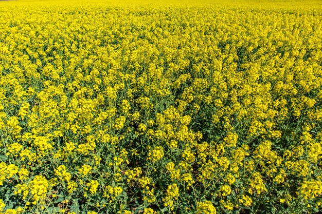 Bellissimo campo di rafia con fiori di campo verdi e un cielo blu