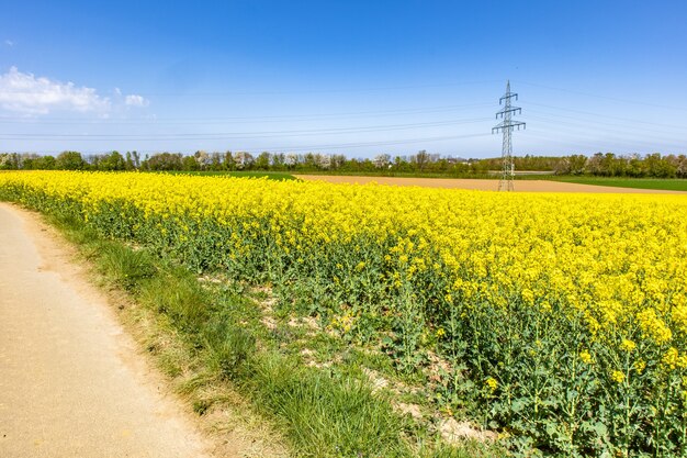 Bellissimo campo di rafia con fiori di campo verdi e un cielo blu