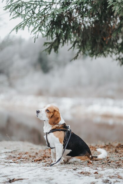 Bellissimo cane Beagle che cammina di giorno nella foresta invernale