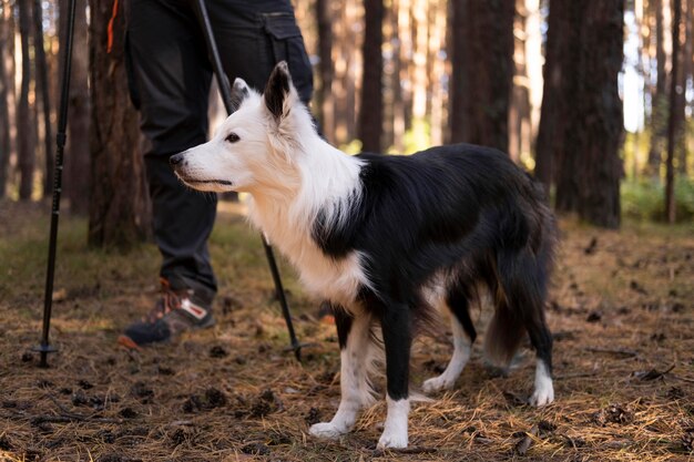 Bellissimo cane bianco e nero nel bosco