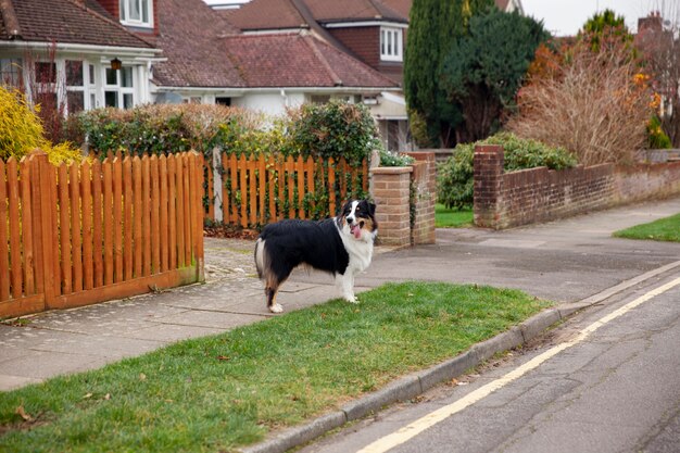 Bellissimo cane border collie che si diverte fuori