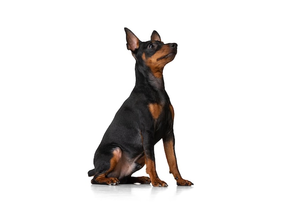 Bellissimo cane carino Zwergpinscher che posa tranquillamente seduto isolato su sfondo bianco per studio