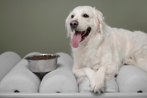 Bellissimo cane con cibo nutriente