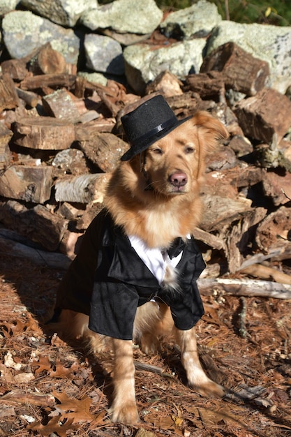 Bellissimo cane dorato in un costume sciocco