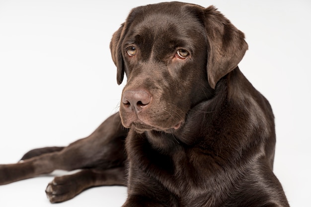 Bellissimo cane in posa con sfondo bianco