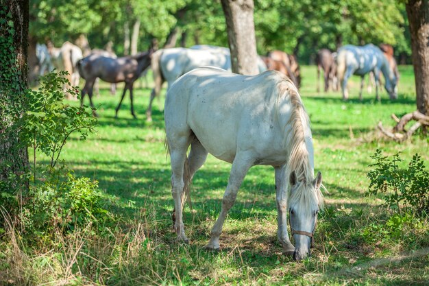 Bellissimo cavallo bianco al pascolo sull'erba verde a Lipica