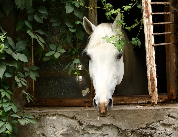 Bellissimo cavallo bianco