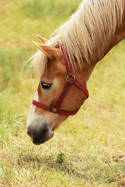 Bellissimo cavallo che mangia erba