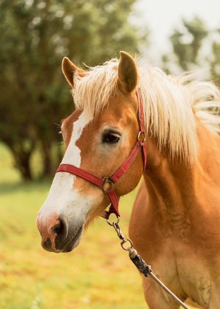 Bellissimo cavallo marrone all'aperto