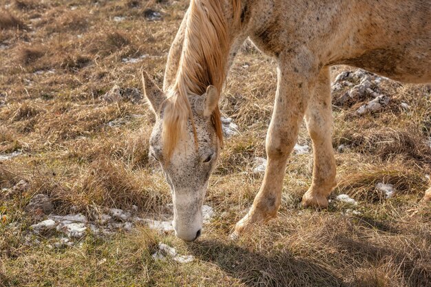 Bellissimo cavallo selvaggio nella foresta