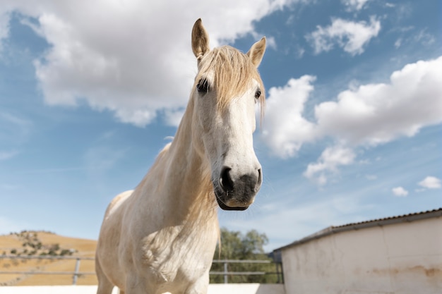 Bellissimo cavallo unicorno in natura