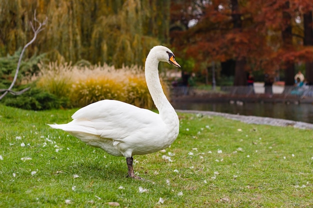 Bellissimo cigno bianco in piedi su un terreno erboso vicino a uno stagno del parco pubblico