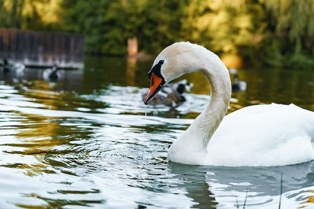 Bellissimo cigno che nuota nello stagno nel parco