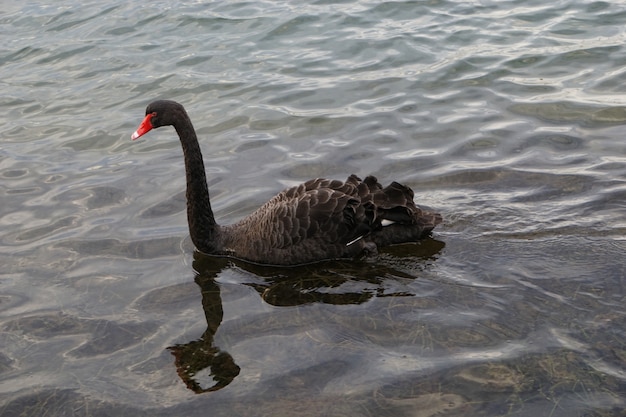 Bellissimo cigno nero con becco rosso che nuota in acque poco profonde