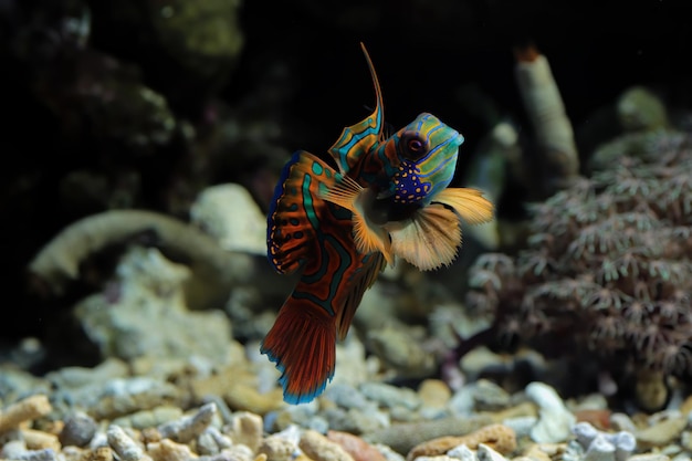 Bellissimo colore pesce mandarino colorfull pesce mandarino pesce mandarino primo piano