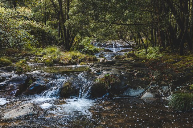 Bellissimo colpo di acqua di ruscello che scorre nella foresta