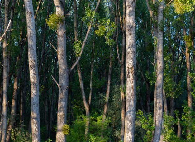 Bellissimo colpo di alberi ad alto fusto con foglie verdi nella foresta in una giornata di sole