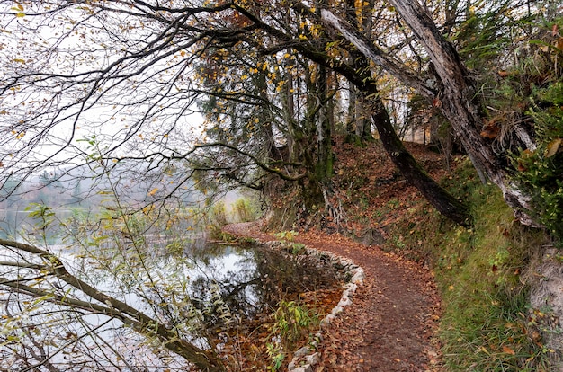 Bellissimo colpo di alberi e un lago nel Parco nazionale dei laghi di Plitvice in Croazia