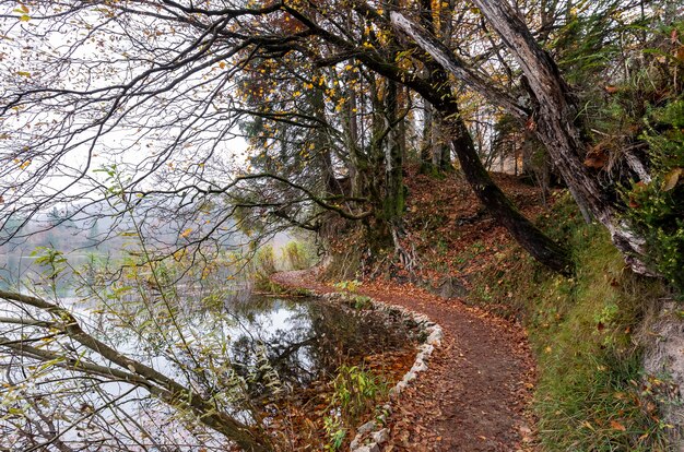 Bellissimo colpo di alberi e un lago nel Parco nazionale dei laghi di Plitvice in Croazia