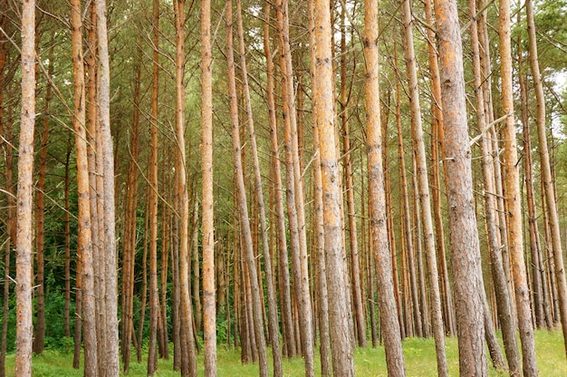 Bellissimo colpo di alberi nella foresta durante il giorno