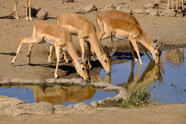Bellissimo colpo di antilopi acqua potabile da un lago in safari