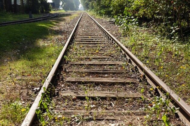 Bellissimo colpo di binari del treno ricoperti di erba durante il giorno