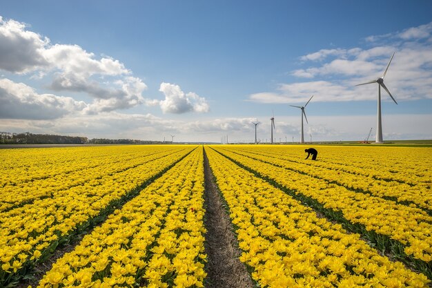 Bellissimo colpo di campo di fiori gialli con mulini a vento sul lato sotto un cielo blu