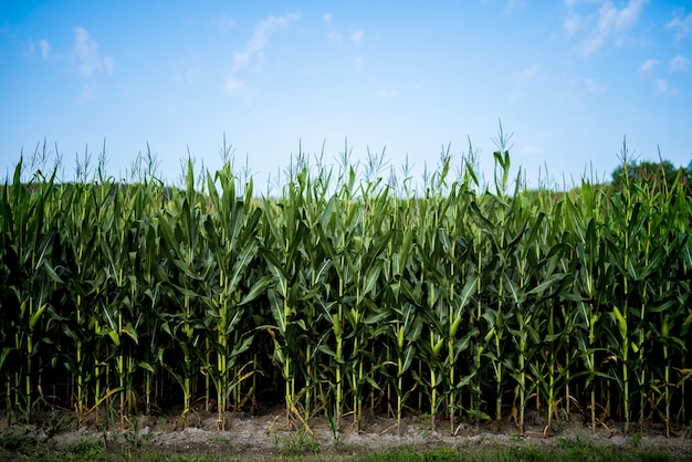 Bellissimo colpo di campo di grano con un cielo blu