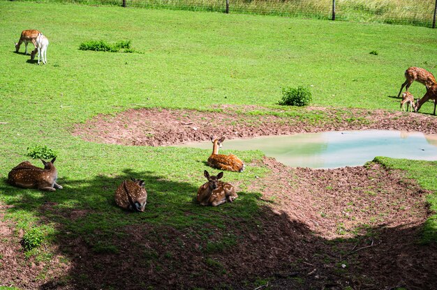 Bellissimo colpo di cervi sull'erba verde allo zoo in una giornata di sole