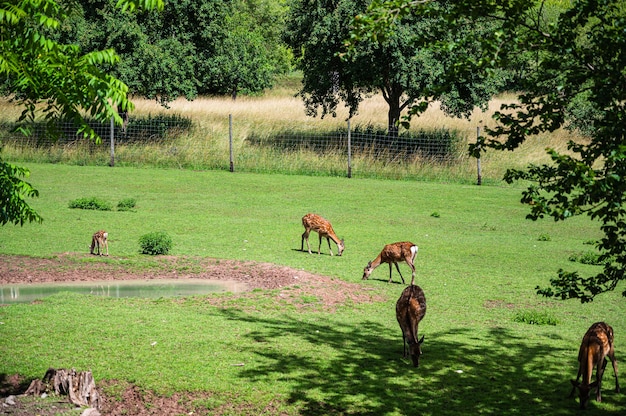 Bellissimo colpo di cervi sull'erba verde allo zoo in una giornata di sole