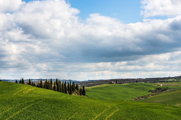 Bellissimo colpo di colline erbose con alberi verdi sotto un cielo nuvoloso