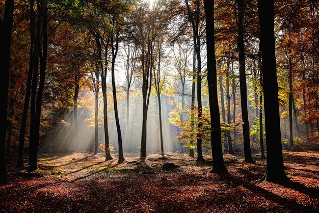 Bellissimo colpo di foresta con alberi dalle foglie gialle e verdi con il sole che splende attraverso i rami