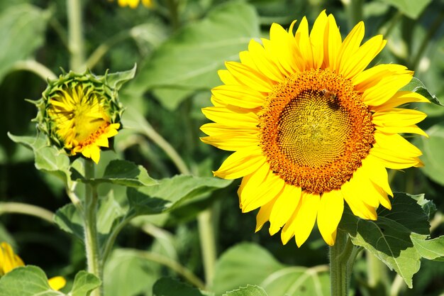 Bellissimo colpo di girasoli nel campo in una giornata di sole