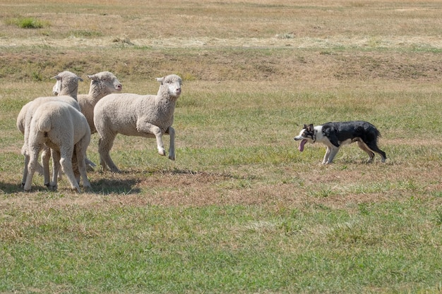 Bellissimo colpo di pecora bianca che gioca con un cane nel campo in erba