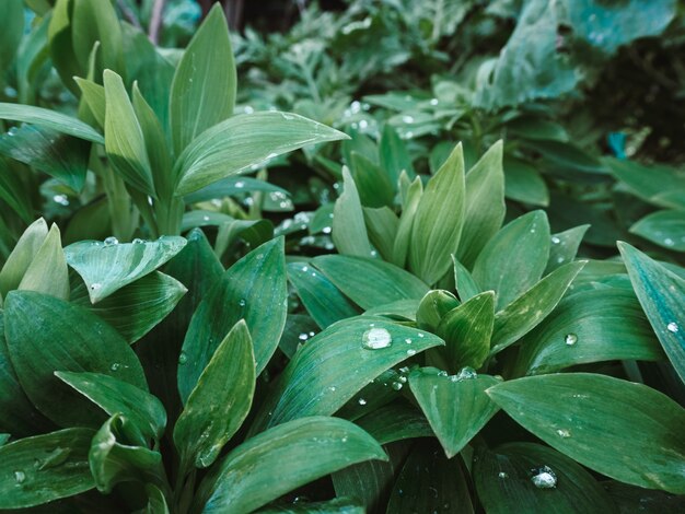 Bellissimo colpo di piante verdi con gocce d'acqua sulle foglie del parco