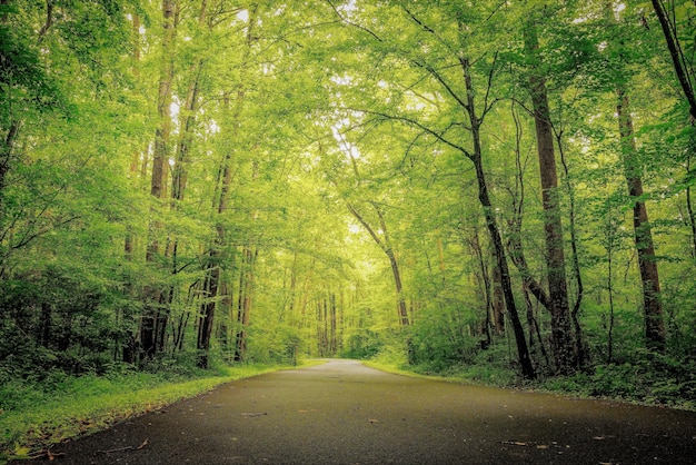 Bellissimo colpo di verde e boschi nella foresta